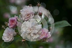 Rambler rose Paul’s Himalayan Musk, fragrant double pale pink flowers