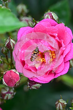 Rambler Rose Rosa Perfumy Siluetta, double pink-violet flower with hoverfly