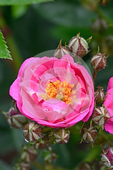 Rambler Rose Rosa Perfumy Siluetta, double pink-violet flower photo