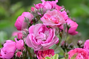 Rambler Rose Rosa Perfumy Siluetta, double pink-violet flowers photo