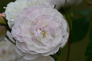 Rambler Rose Rosa Romantic Siluetta, double pinkish-white flower