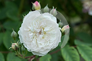 Rambler Rose Rosa Romantic Siluetta, a double pinkish-white flower