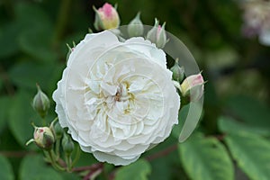 Rambler Rose Rosa Romantic Siluetta, a double pinkish-white flower photo