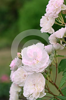 Rambler Rose Rosa Romantic Siluetta, double pinkish-white flowers photo