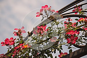 RAMBLING ROSE ON METAL FRAME