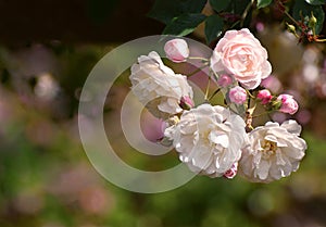 Rambling roses pale pink and white