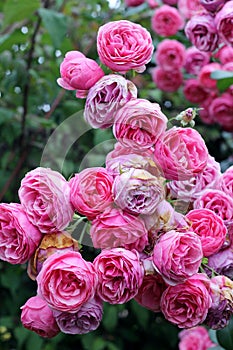 Rambling wild pink roses