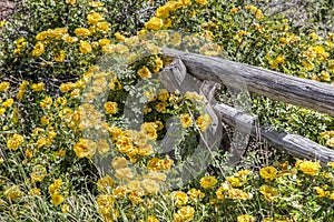 Rambling Wild Yellow Roses