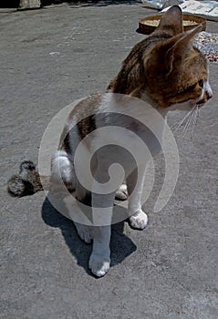 Rambo, one of the local cat names on the island of Java, Indonesia, is good at hunting prey. photo