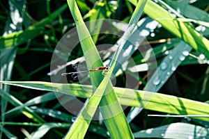 Rambur's forktail on a leaf