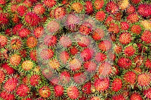 Rambutan