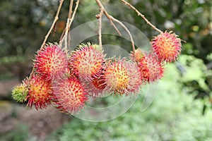 Rambutan