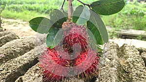 Rambutan fruit comes from Indonesia