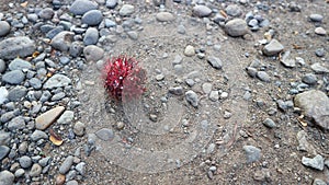 Rambutan fruit fell on the road