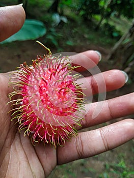 Rambutan fruit fresh - tropicalfruit - red -