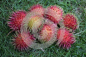 Rambutan fruit on green grass