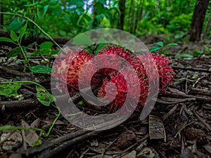 Rambutan fruit has distinctive characteristics, namely hairy skin, sweet to sour fruit taste, soft texture.