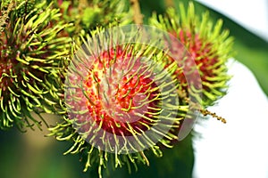 Rambutan fruit on the tree.