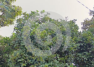 The Rambutan fruit tree is bearing fruit