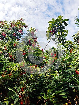 Rambutan fruit tree bearing ripe red rambutans at Kuching, Sarawak, Malaysia