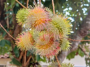 Rambutan fruits or Nephelium lappaceum on tree