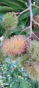 rambutan fruits that are starting to turn red but are still not ready to be harvested.