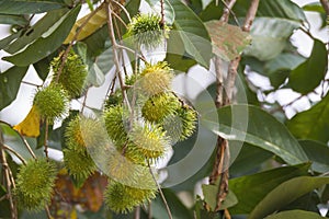 Rambutan fruits on tree, taxonomic