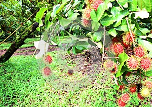 Rambutan garden