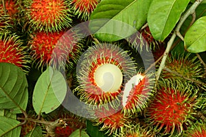 Rambutan the hairy sweet tropical fruits