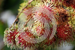 Rambutan Indonesian Natural Fruit on Tree