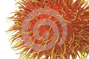 Rambutan Macro