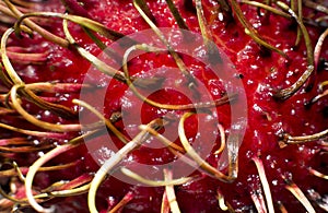 Rambutan macro