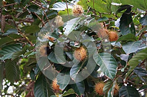 Rambutan Nephelium lappaceum tropical Exotic fruit