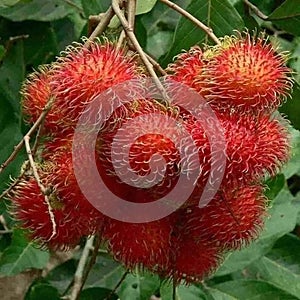 Rambutan, red fruit with hairs around the wound, clear white flesh, sweet,