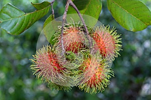 Rambutan