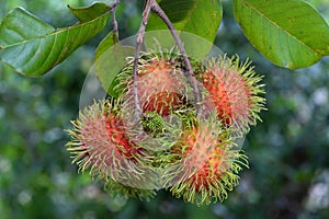 Rambutan photo