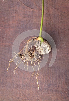 Rambutan seed sprout, plant growing process, fresh roots on a wooden table