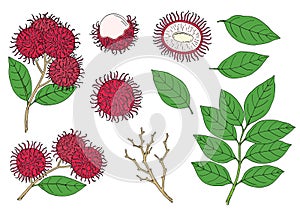 Rambutan. Set with fruit, bunch and leaves. Nephelium lappaceum. Tropical exotic fruit. Hand draw sketch. Vector