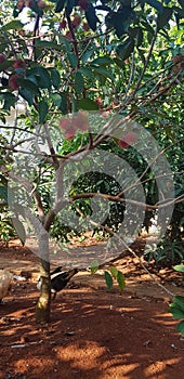 Rambutan tree enak