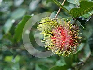 Rambutan tree, tropical fruit