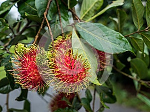 Rambutan tree, tropical fruit