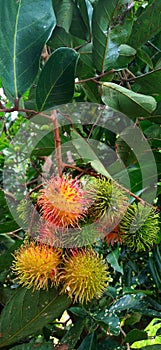 Rambutan is a tropical plant that belongs to the lerak-lerakan tribe or Sapindaceae