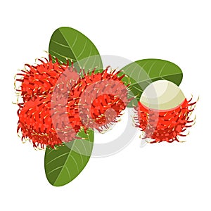 Rambutan vector illustration on white background.