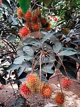 Rambutans is an exotic fruits from Indonesia