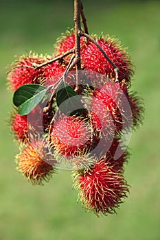 Rambutans fruit