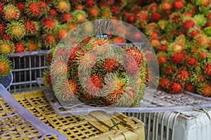 Rambutans fruit