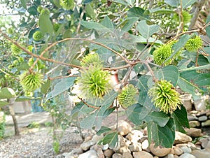 Rambutans that are still green are not yet ripe