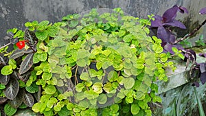 Rame plant with fresh leaves photo