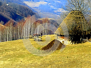 RAME, ROMANIA - Oct 28, 2015: a cart pulled by oxen in the Apuseni mountains