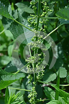 Ramie (Boehmeria nivea) flowers.